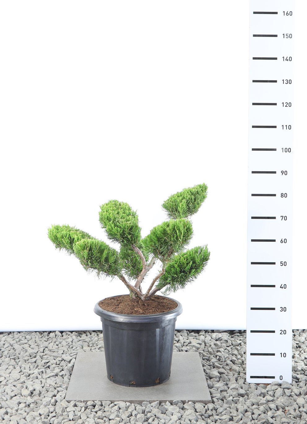 Juniperus pf. 'Mint Julep' - 80-100 CM Multiplateau EXTRA in Cont.